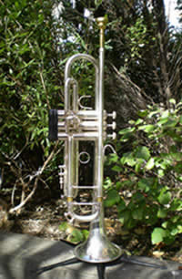 Trumpet standing in grass